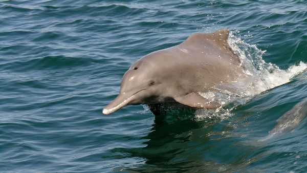 IUCN Species Survival Commission Meets in Abu Dhabi IUCN Species Survival Commission Meets in Abu Dhabi