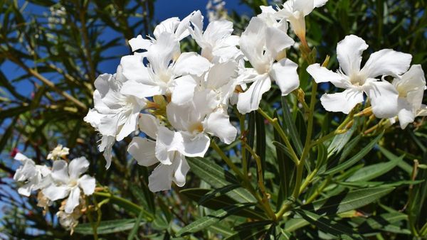 Understanding Poisonous Plants in the UAE