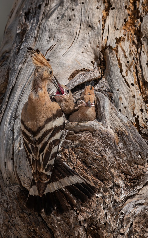 Salma Al Suwaidi Wins HIPA Photography Award