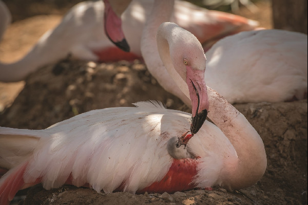 Salma Al Suwaidi Wins HIPA Photography Award