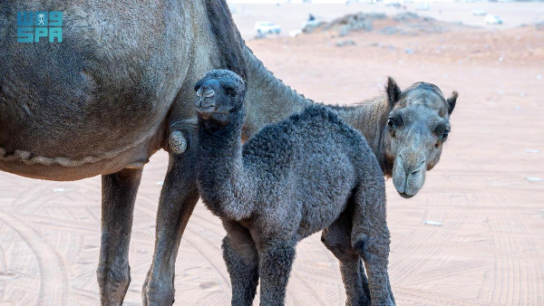 Cultural Importance of Camel Names in Arabia Cultural Importance of Camel Names in Arabia