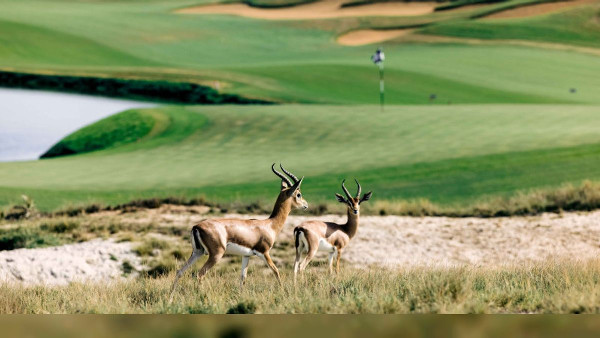 UAE's Green Tourism Emphasises Sustainability UAE's Green Tourism Emphasises Sustainability