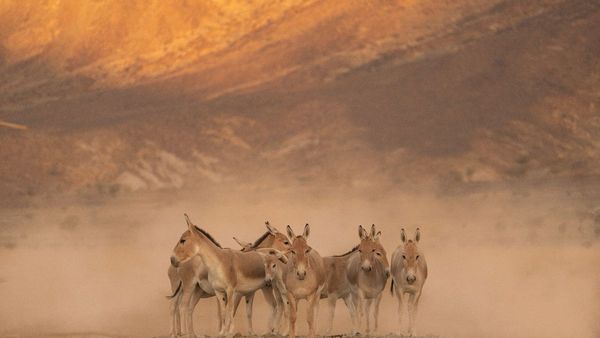 Historic Reintroduction of Persian Onager in Saudi Arabia