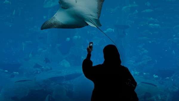 Abu Dhabi Wins Bid for Aquarium Congress 2030 Abu Dhabi Wins Bid for Aquarium Congress 2030