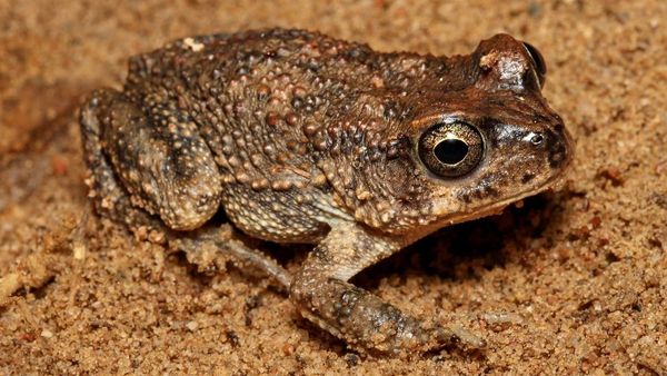 New Species Discovered in Royal Reserve