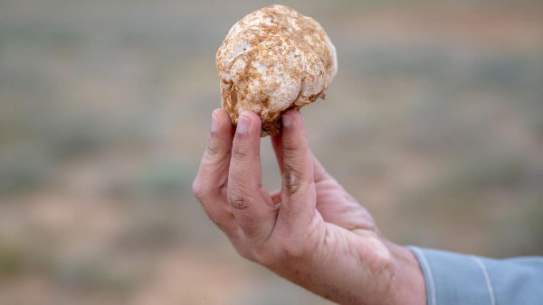 Saudi Arabia's Desert Truffles Uncovered Saudi Arabia's Desert Truffles Uncovered