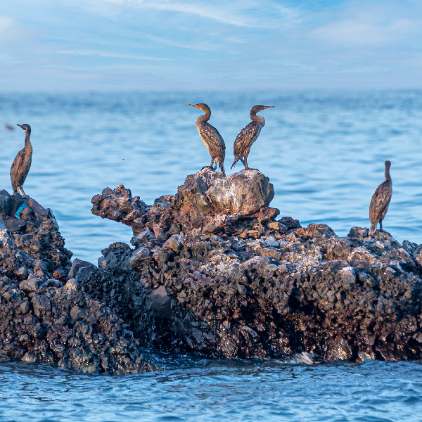 Sir Bu Nair Island Earns IUCN Green List Status