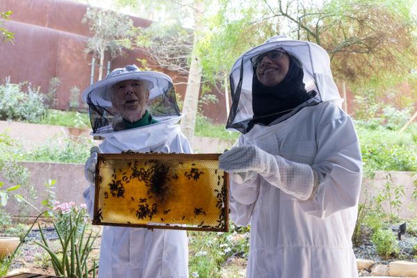 Jane Goodall   s Garden In Dubai  How Bees  Kids  And A Bold Vision Could Save The World