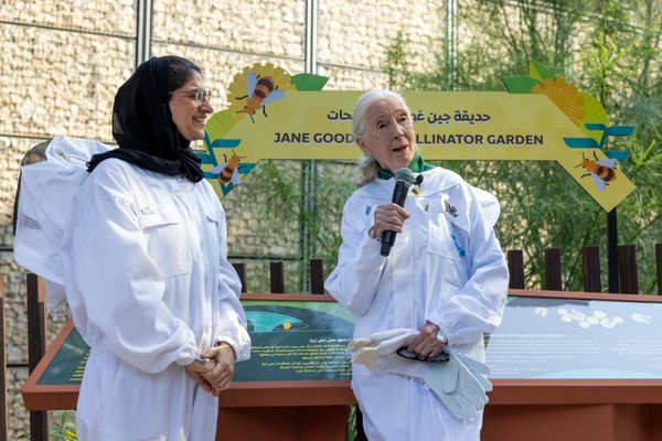 Jane Goodall   s Garden In Dubai  How Bees  Kids  And A Bold Vision Could Save The World
