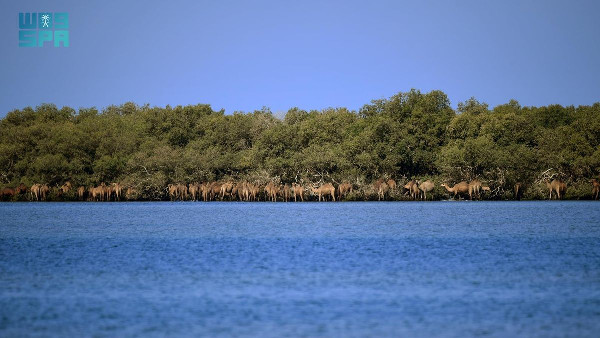 Tihama Aseer Sees Winter Tourism Surge Tihama Aseer Sees Winter Tourism Surge
