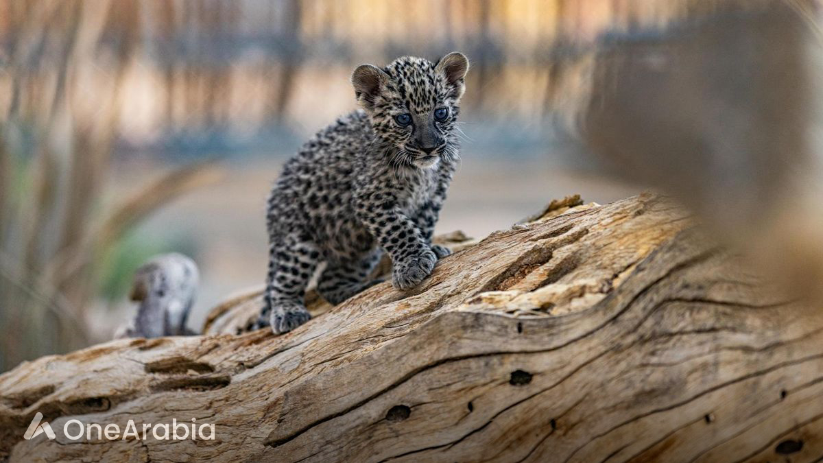 Royal Commission For AlUla Celebrates International Arabian Leopard Day ...