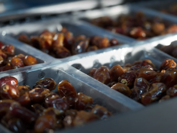 Al Barakah Dates Factory: Global Export Leader
