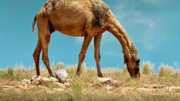 Regulated Grazing Enhances Environmental Balance Regulated Grazing Enhances Environmental Balance