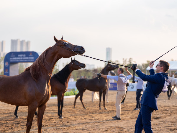 Emirates Arabian Horse Championship in China