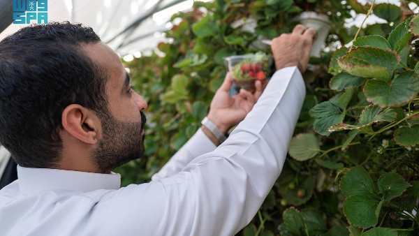 Al-Ammariyah Strawberry Farms: Ecotourism Experience Al-Ammariyah Strawberry Farms: Ecotourism Experience