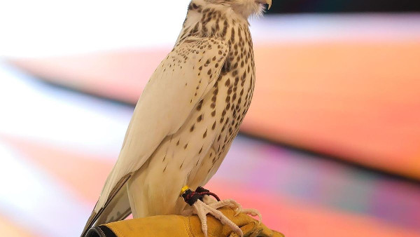 Record Sales at Falcon Breeders Auction