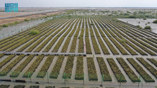 NCVC's Successful Mangrove Cultivation Projects NCVC's Successful Mangrove Cultivation Projects