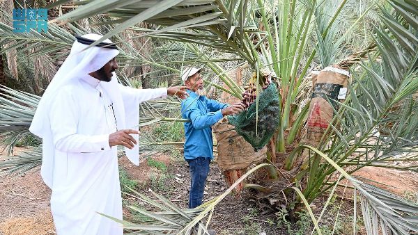 Protecting Palm Fruits with Tatfeesh in Madinah Protecting Palm Fruits with Tatfeesh in Madinah