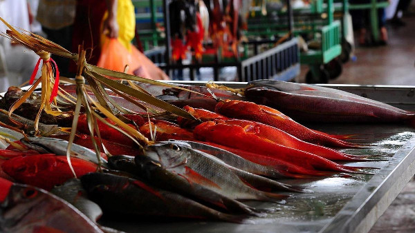 Thuwal: A Hub of History and Fresh Fish Thuwal: A Hub of History and Fresh Fish
