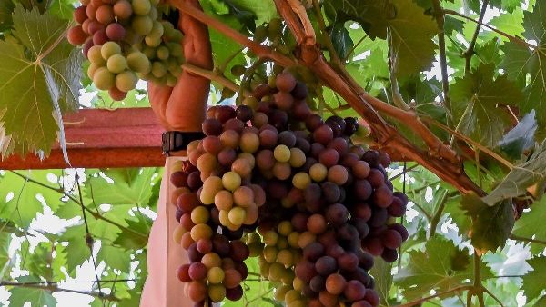 Al Baha Grapes: Annual Production of 772 Tons Al Baha Grapes: Annual Production of 772 Tons