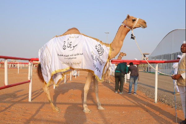 Sweihan Camel Contest Winners Announced