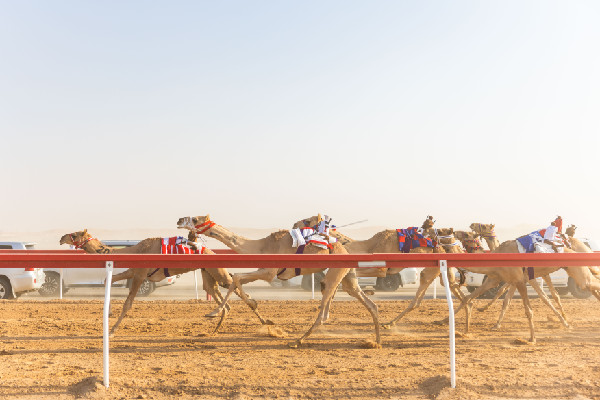 Hazza bin Zayed at Al Ain Camel Racing Festival