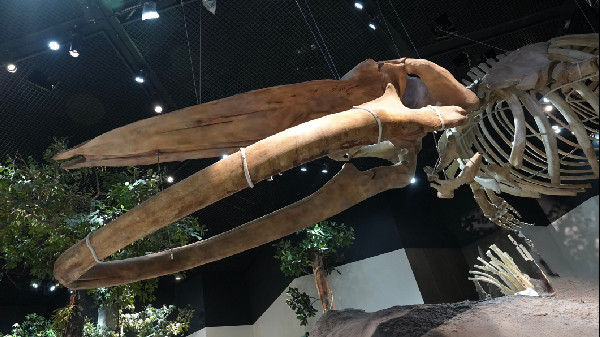 Natural History Museum Abu Dhabi Opens Soon