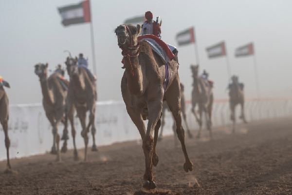 Hazza bin Zayed at Al Ain Camel Racing Festival