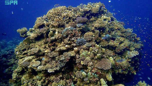 Red Sea Coral Reef Program Concludes Successfully Red Sea Coral Reef Program Concludes Successfully