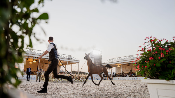 Strong Performances at Fujairah Horse Championship