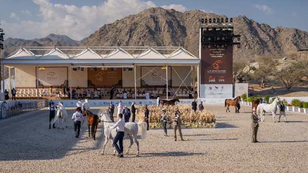 Strong Performances at Fujairah Horse Championship