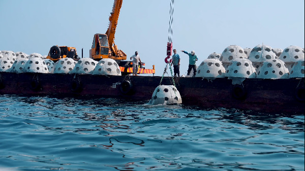 MoCCAE Enhances Marine Life with New Reefs