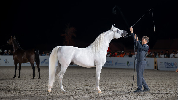 Fujairah Arabian Horse Championship Concludes