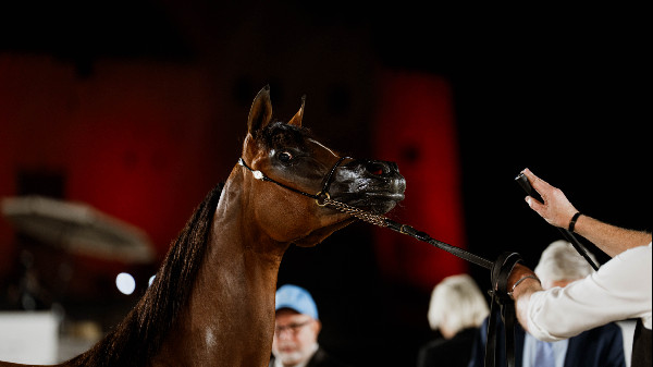 Strong Performances at Fujairah Horse Championship