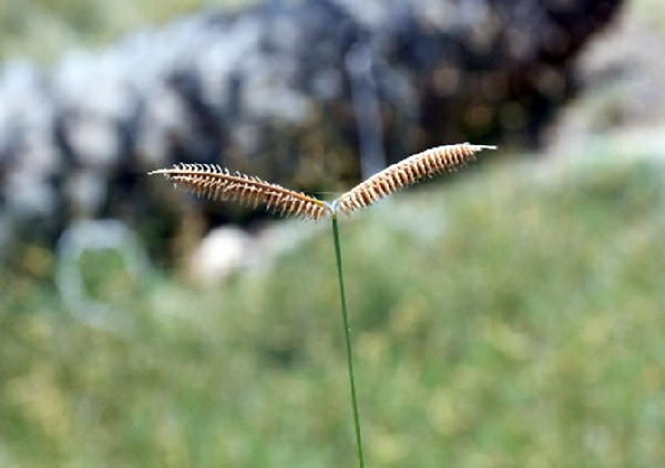 UAE Sustainability 2025 Leads Climate Action