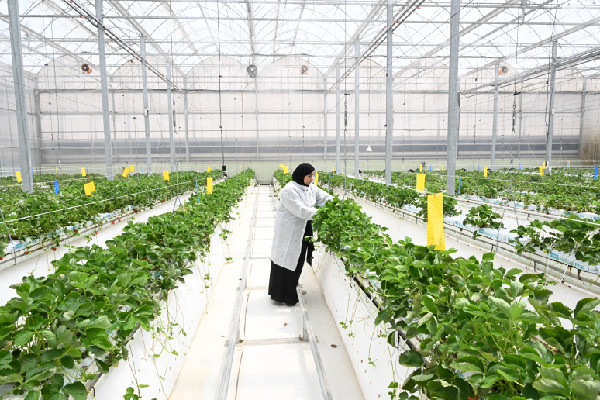 UAE AI 2025 Achievements and Collaborations