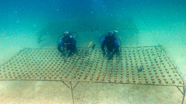 UAE Sustainability 2025 Leads Climate Action