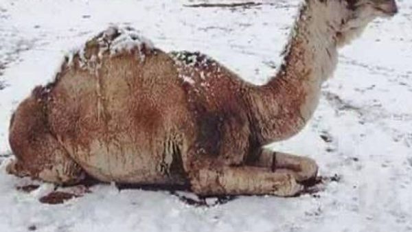 Mid-Winter Cold in UAE: Frost Risk Mid-Winter Cold in UAE: Frost Risk