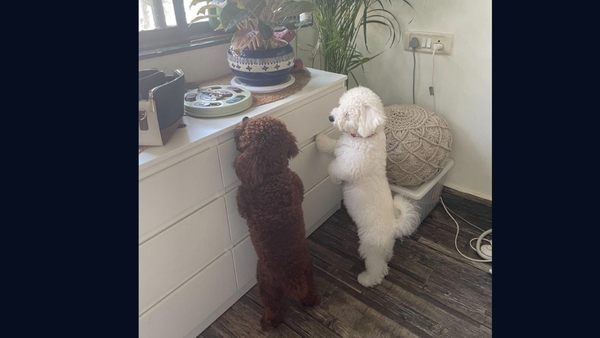 Pacey and Dino: Real Dogs, Real Parenting. Pacey and Dino: Real Dogs, Real Parenting.